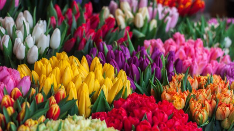 Blomster efter farver